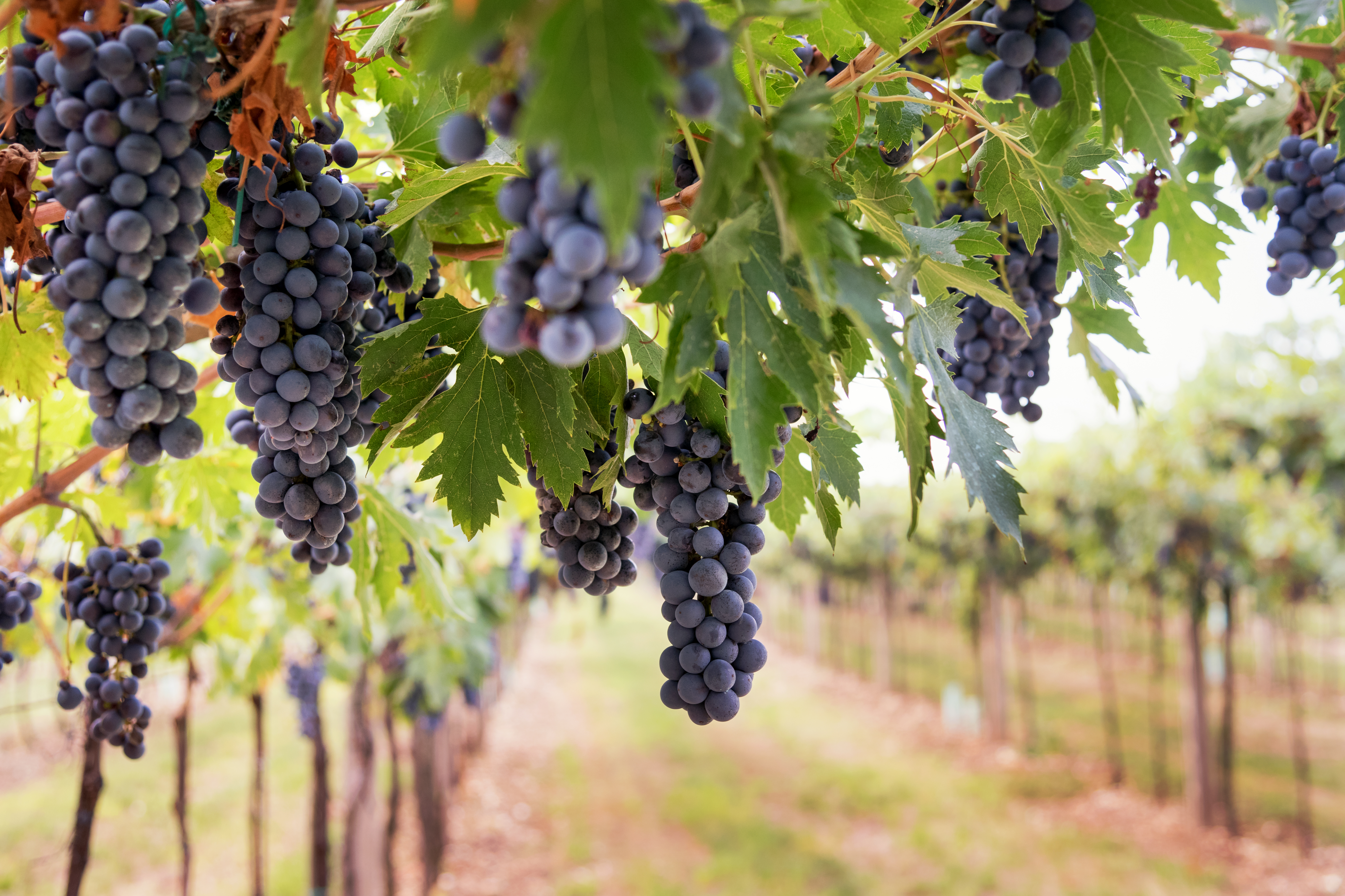 Vineyards of Mendoza