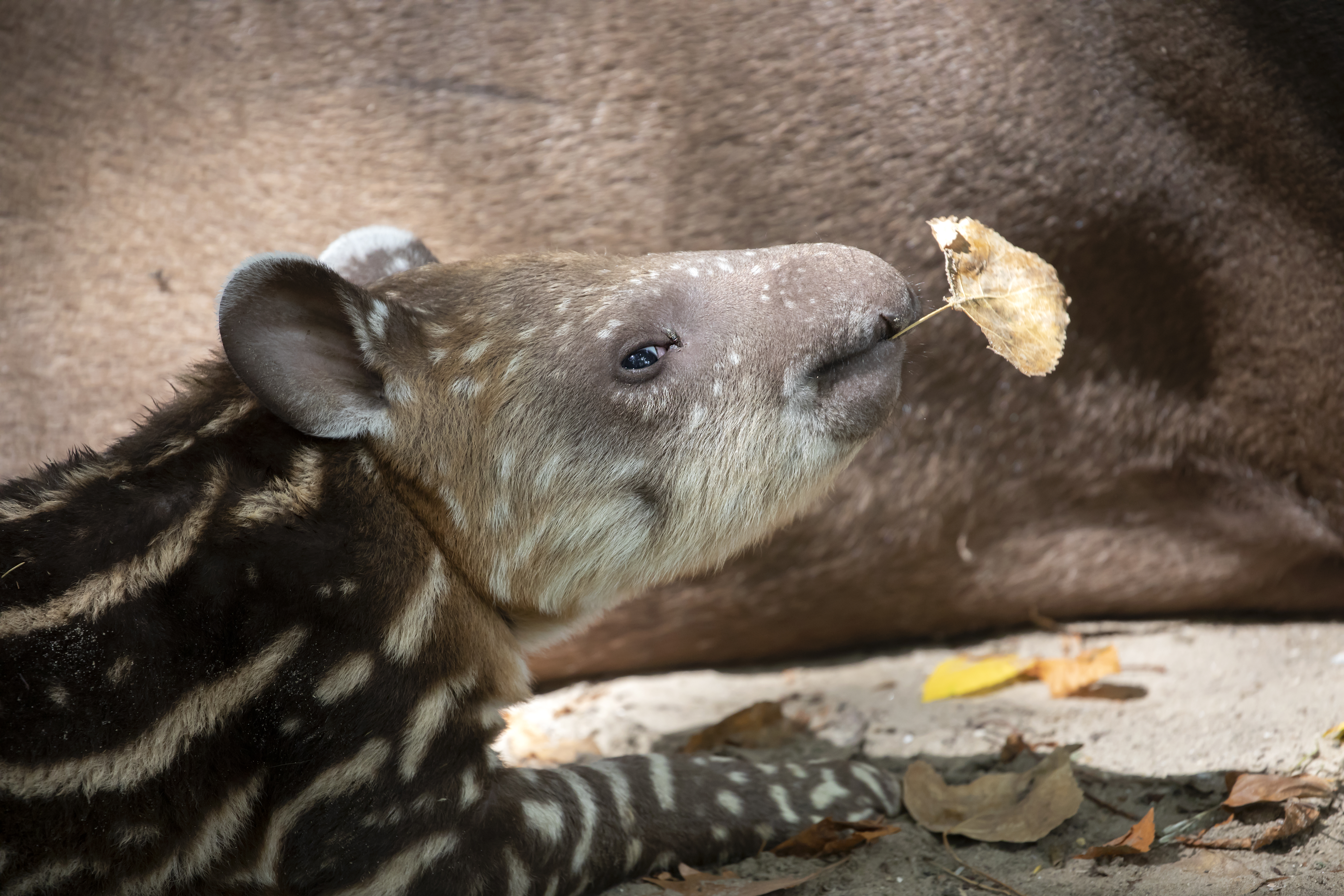 South American Tapir
